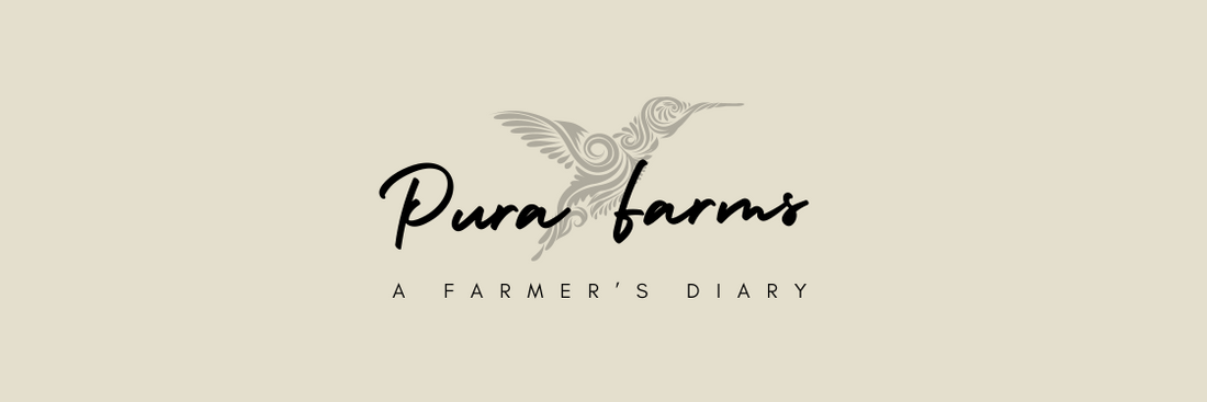 Launching Pura Farms "Diary"