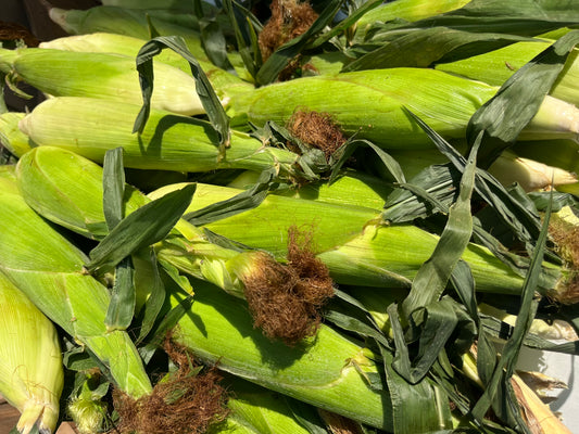 Jersey Sweet Corn