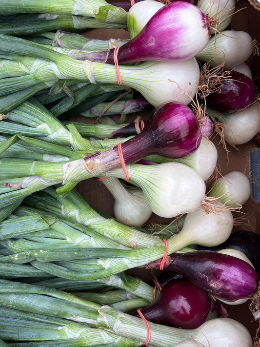 Mixed Candy Onions