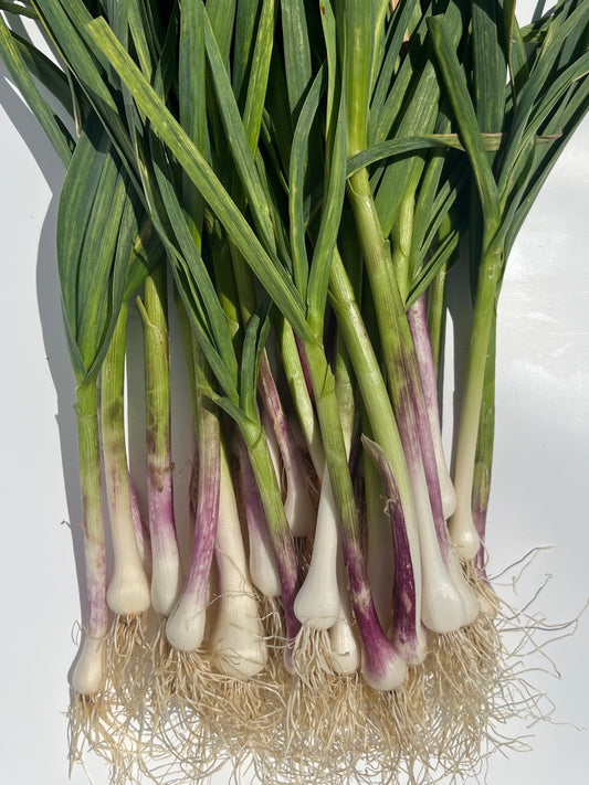 Green Garlic