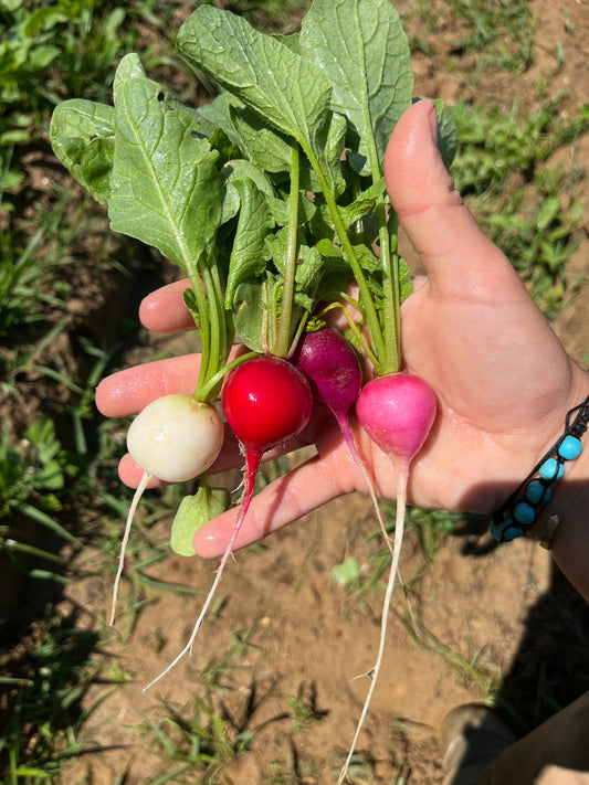 Baby Radish Blend