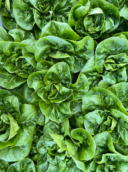 Little Gem Lettuce