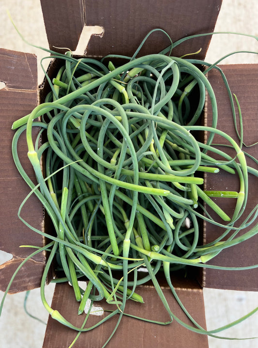Garlic Scapes