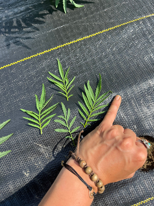 Huacatay (Black Mint)