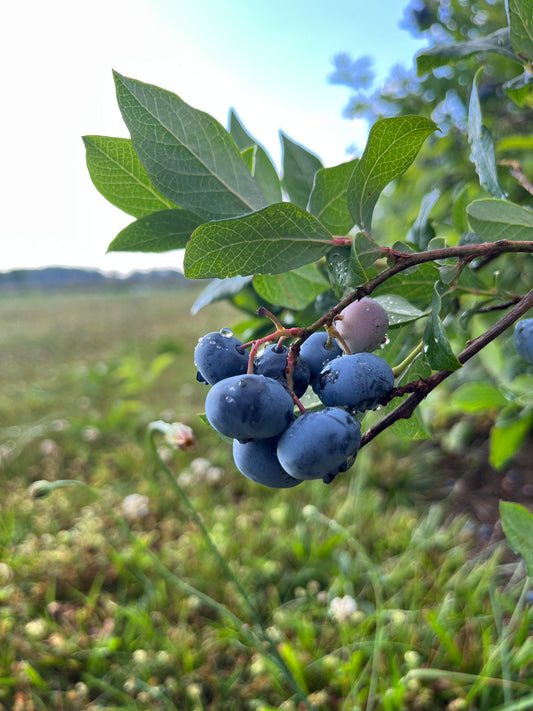 Blueberries