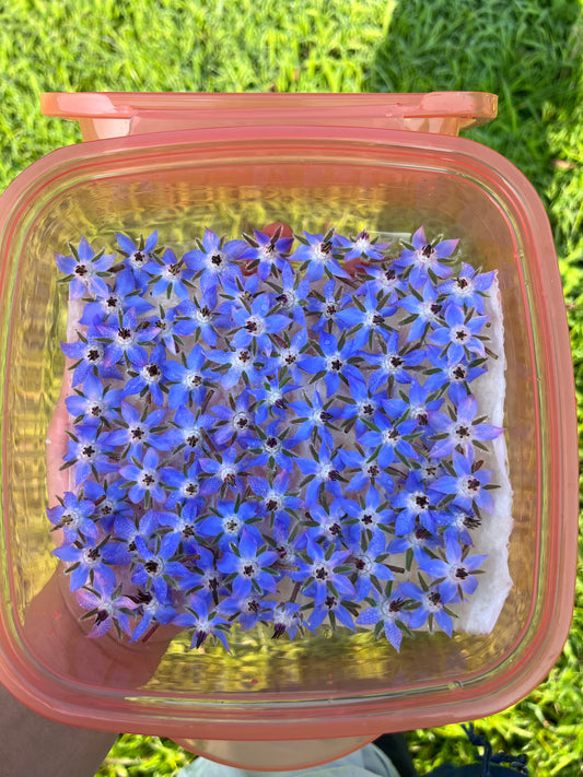 Borage Flowers