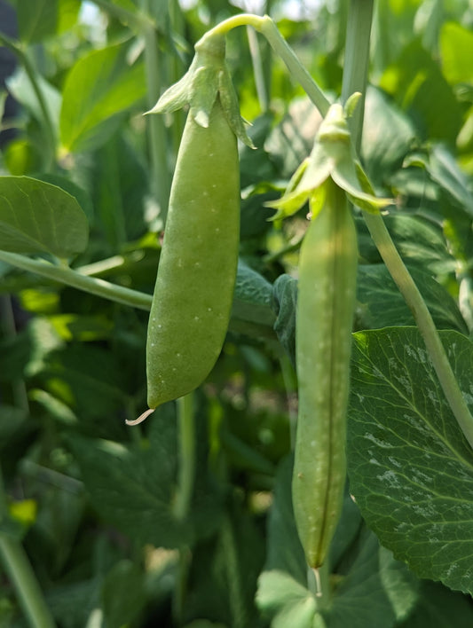 Sugar Snap Peas