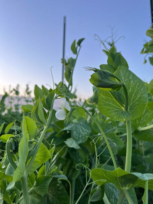 White Pea Blossoms