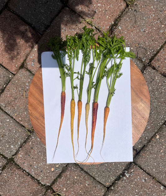 Baby Rainbow Carrots