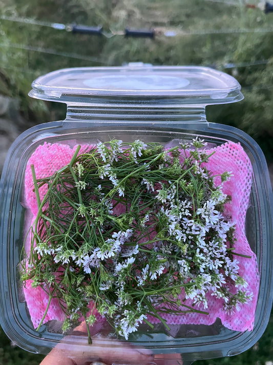 Cilantro Blooms