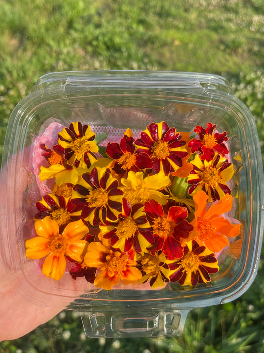Citrus Marigold Mix