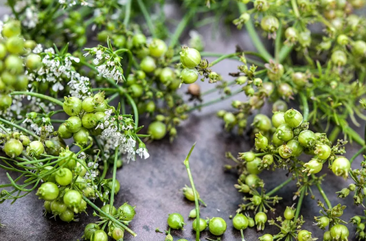 Coriander Berries